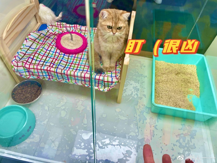 20211014-1 XueBayi 薛八一-一 微博